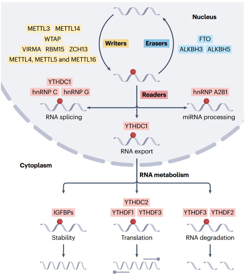 25195fd6b7594867812c445120a44f97.jpg 25195fd6b7594867812c445120a44f97.jpg