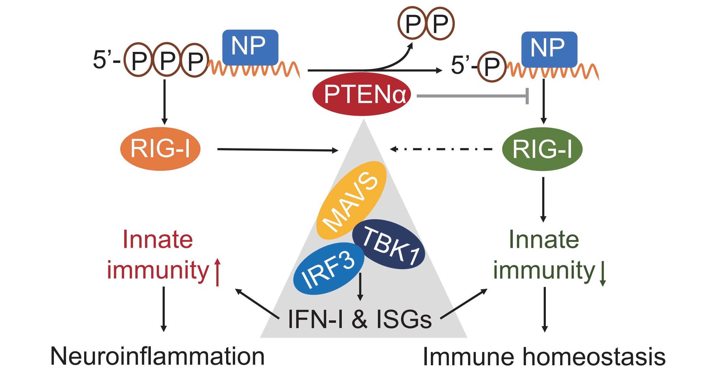 1afe4f9b0ffc44729452131af30ad9d7.jpg 1afe4f9b0ffc44729452131af30ad9d7.jpg